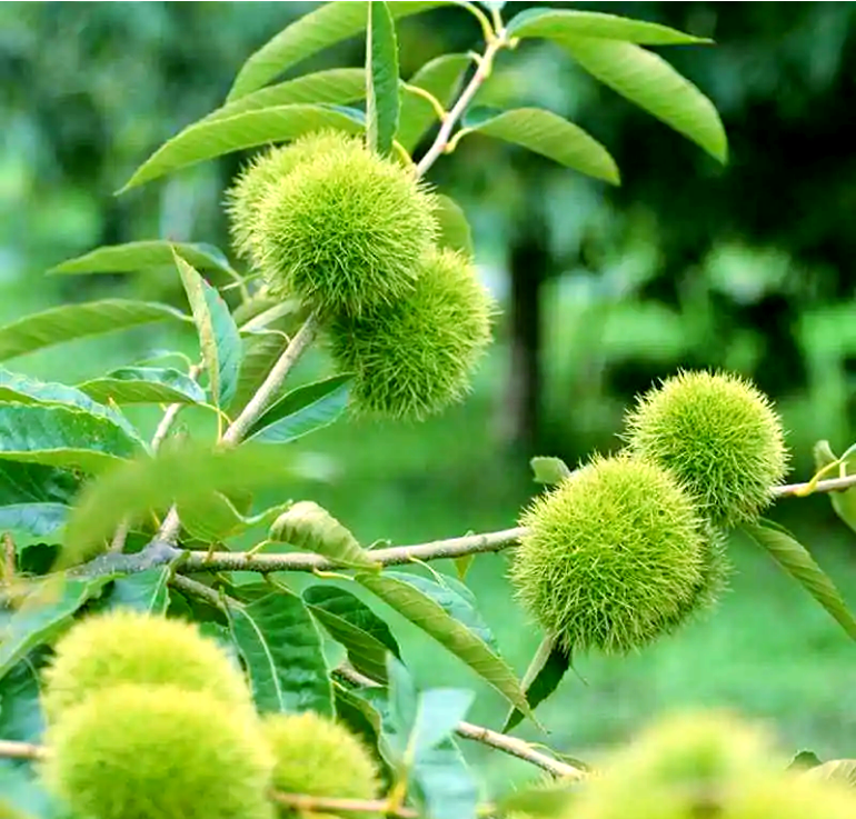 物理攻击宝珠，探索其奥秘与力量