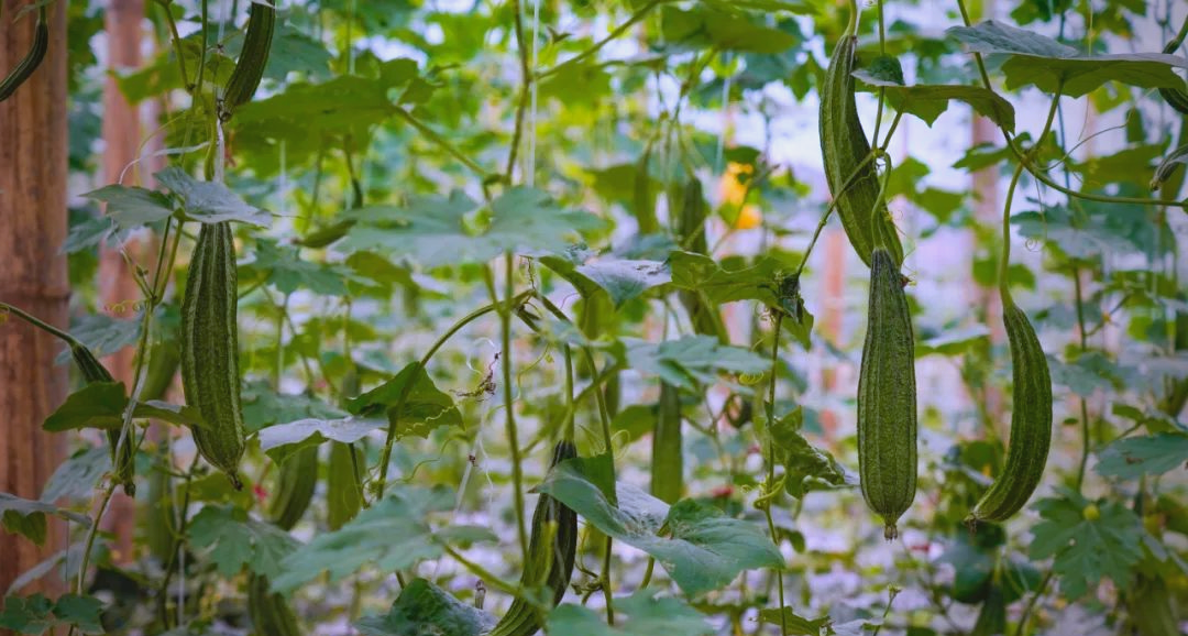 丝瓜茄子草莓榴莲视频在线探索多元果蔬的魅力——丝瓜、茄子、草莓与榴莲的在线视频解析-第1张图片
