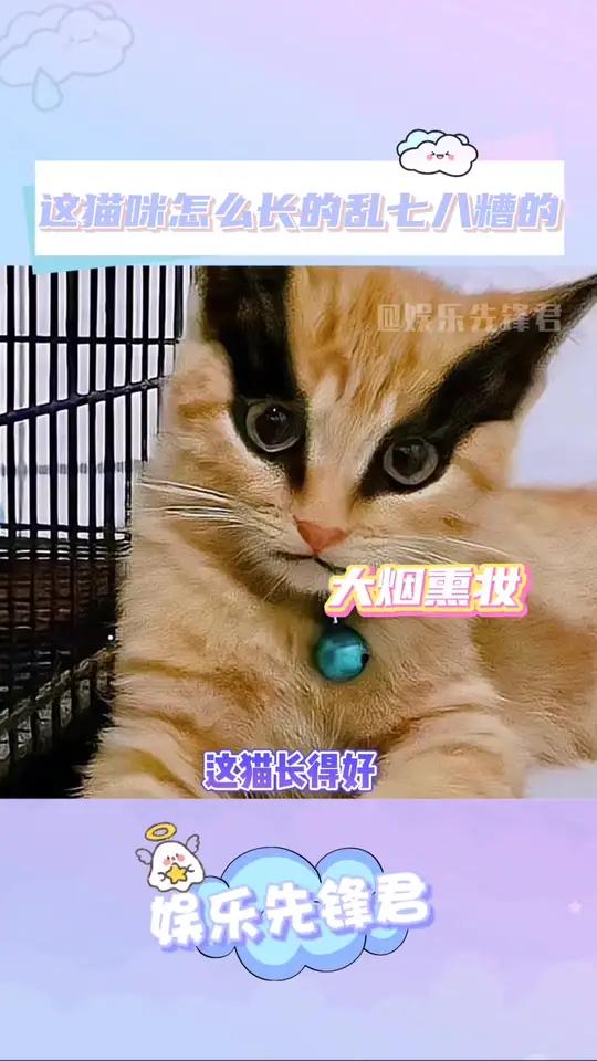 探索猫色综合网，一个充满乐趣与知识的在线平台-第2张图片
