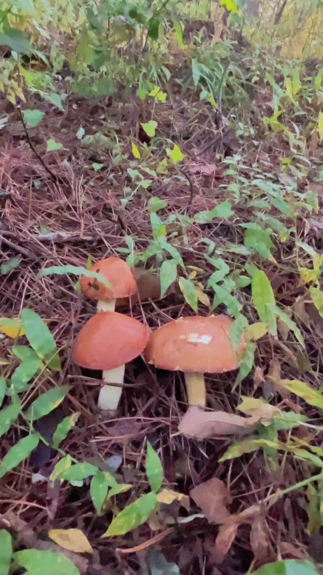 蘑菇视频在线观看完整版蘑菇视频在线观看完整版，探索与欣赏的乐趣-第1张图片