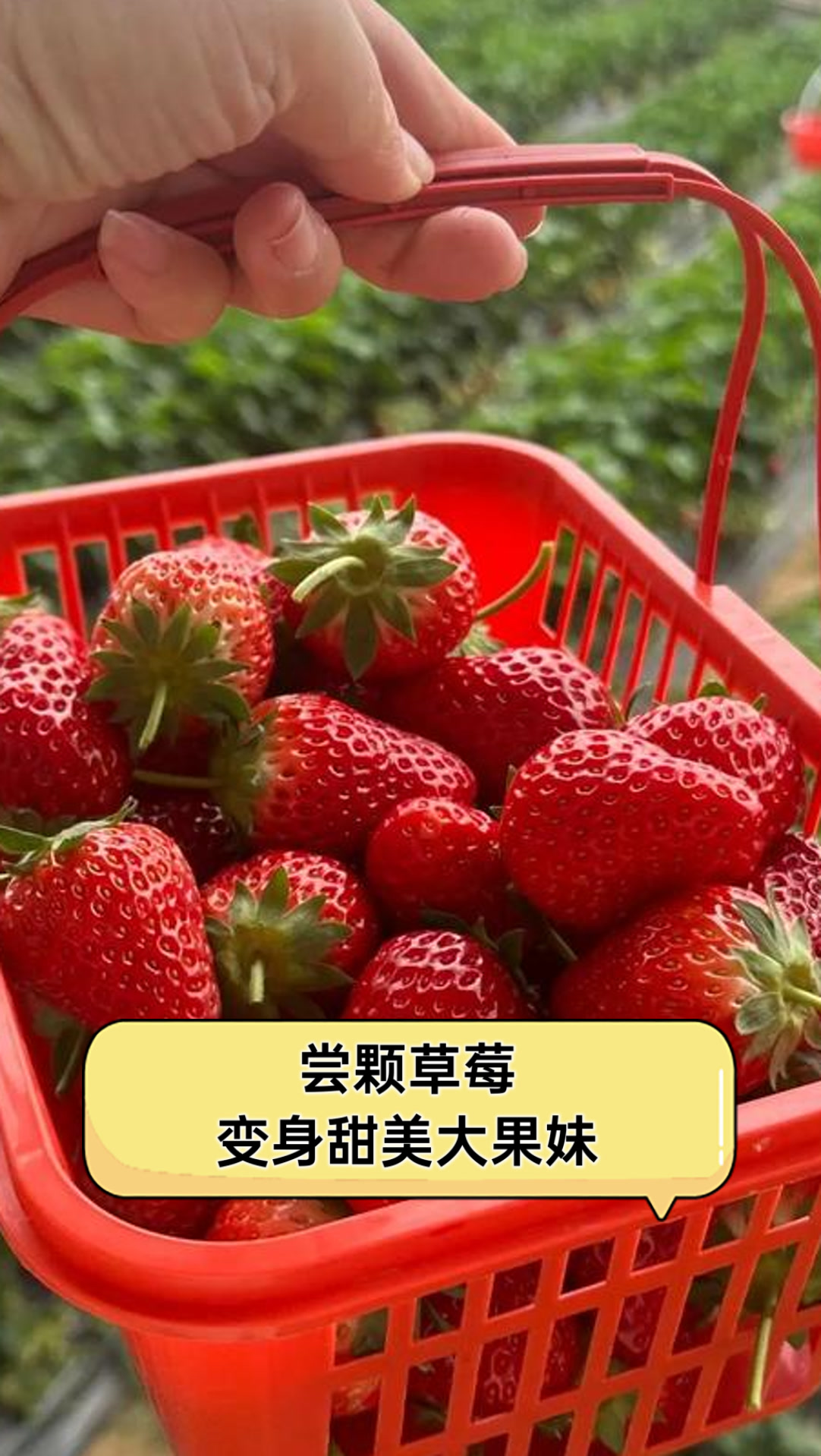 草莓视频免费观看草莓视频免费观看，探索网络视频新体验