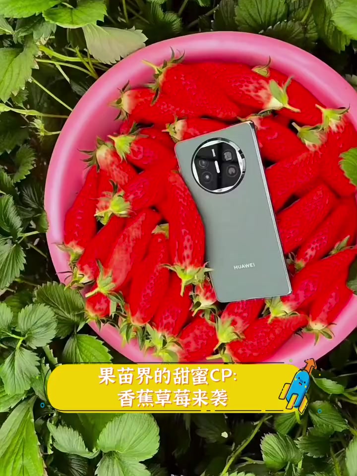 草莓榴莲向日葵秋葵香蕉免费探索水果世界，草莓、榴莲、向日葵、秋葵、香蕉的魅力之旅