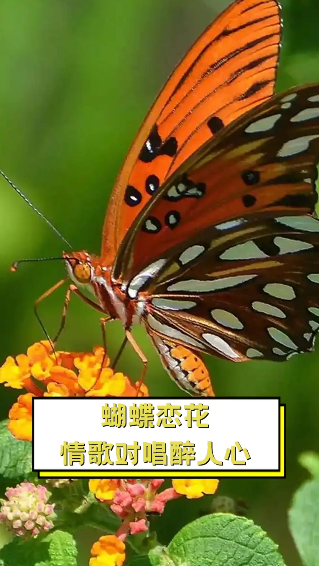 花蝴蝶2019直播花蝴蝶2019直播，一场视觉与心灵的盛宴-第1张图片