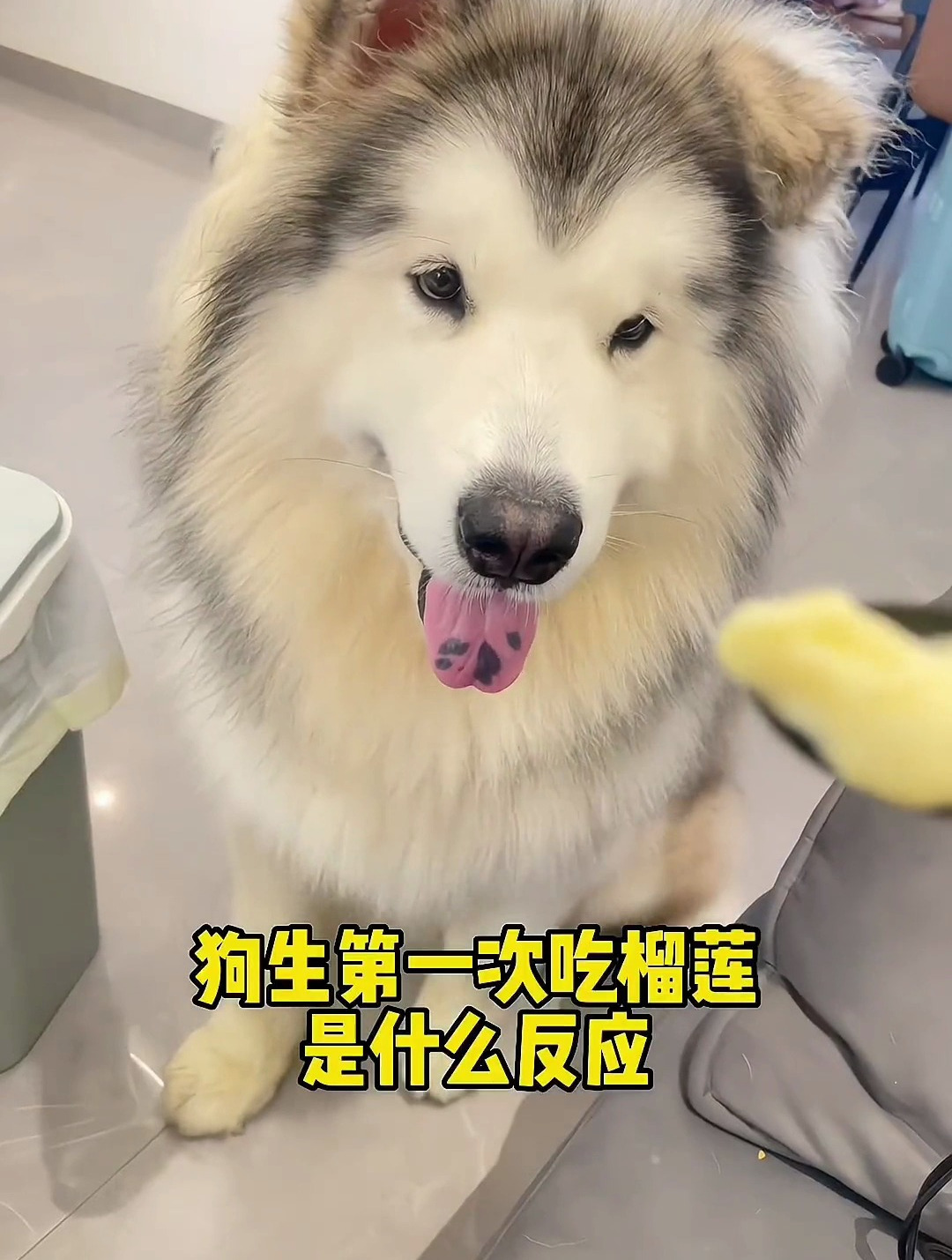豆奶短视屏富二代f2下载豆奶与水果的奇妙邂逅——富二代的健康生活与榴莲草莓丝瓜的秘密