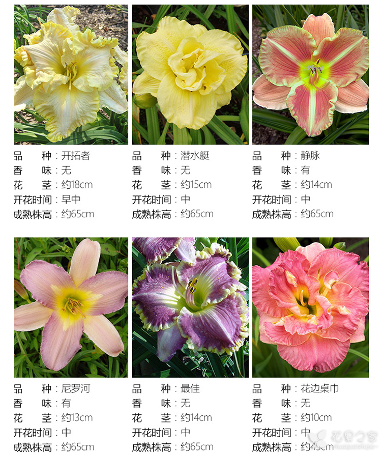 忘忧草在线官网播放WWW忘忧草在线官网播放体验