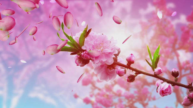 梅花视频app怎么不可以看了梅花视频，是否需要付费观看，以及无限次数观看的真相