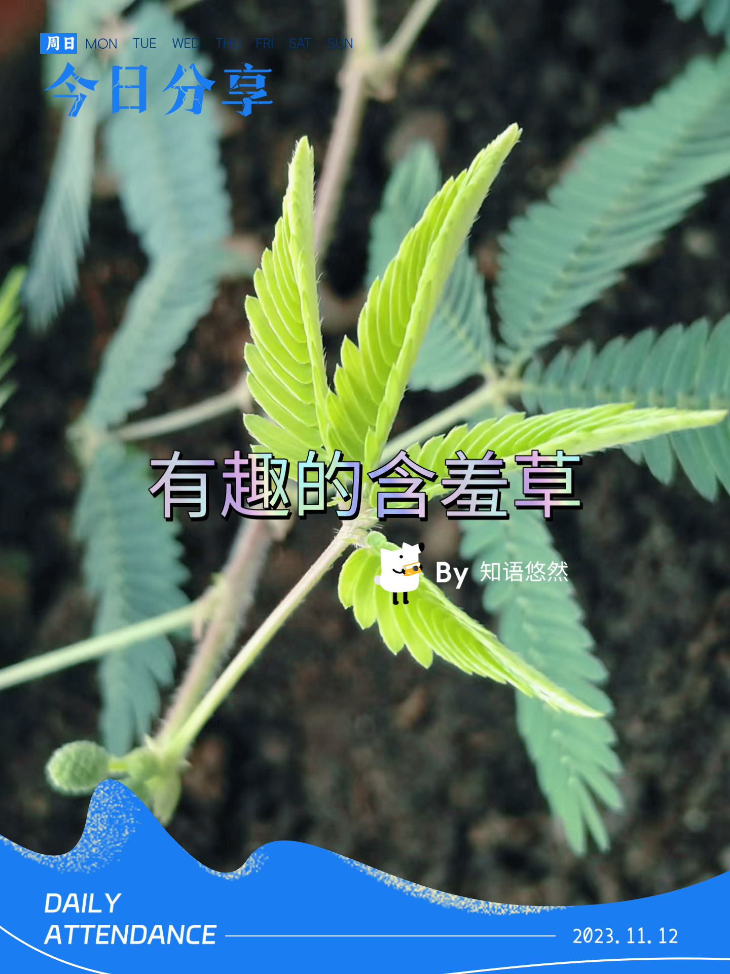 含羞草免费观看视频在线含羞草与免费视频观看的奇妙邂逅——2019年网络新体验-第2张图片
