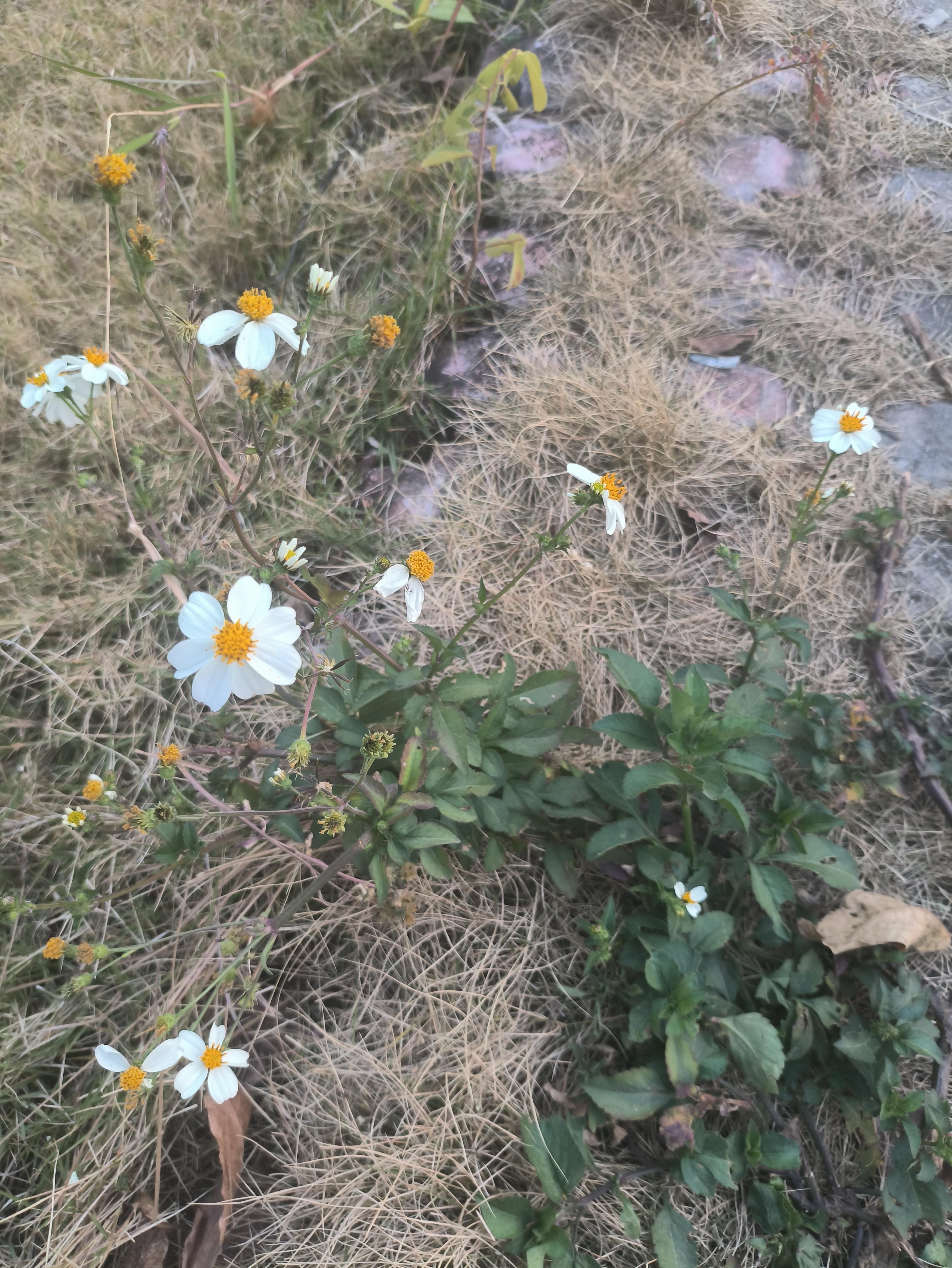 野花视频 免费野花视频，手机在线观看免费的探索与体验