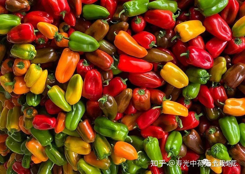 探索水果世界中的绿巨人与污的奇妙之旅