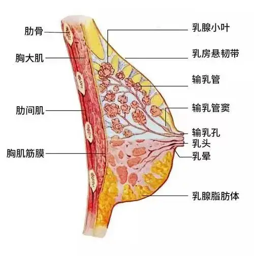 用嘴丰胸的误解与真相-第3张图片