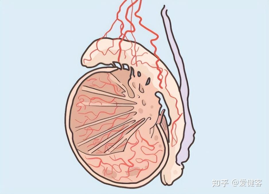 我岳的裤裆——一段恋老小说的不寻常故事-第1张图片