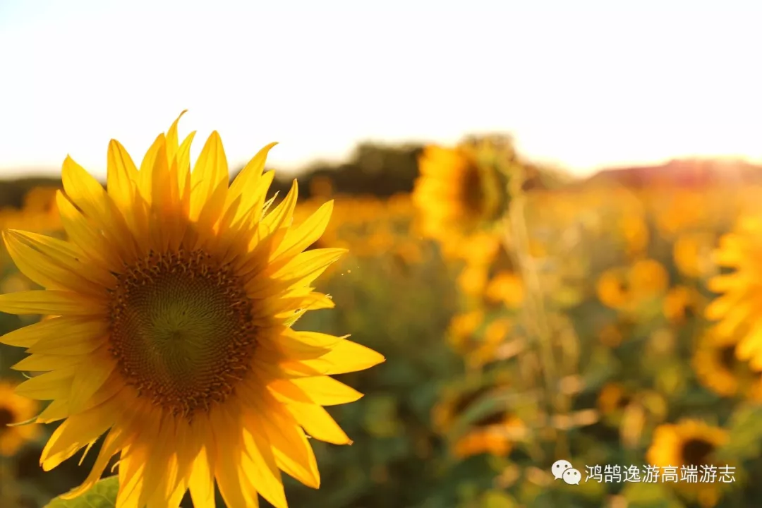 探索花季传媒APP，每日免费观影，畅享在线观看的乐趣-第3张图片