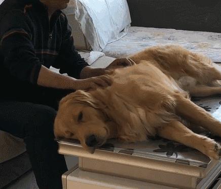 狗狗好烫怎么回事狗狗与那又长又烫的时光-第3张图片
