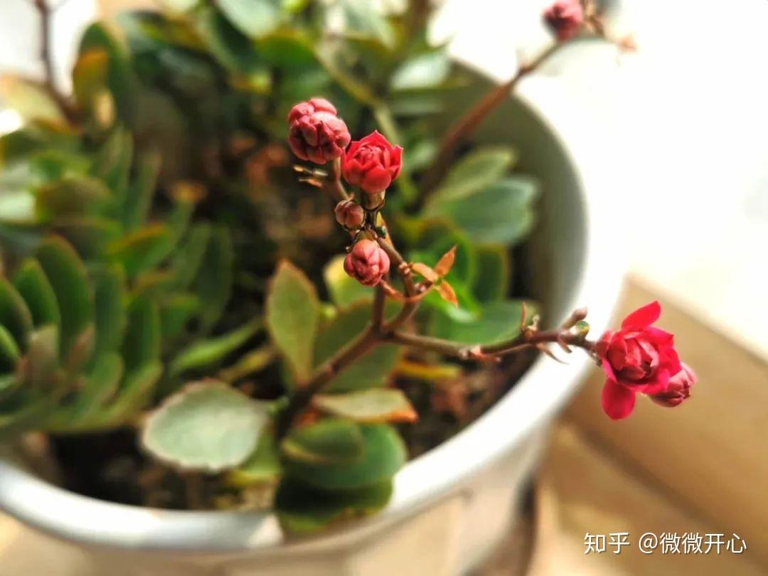 把你小花园灌溉小花园的灌溉之旅