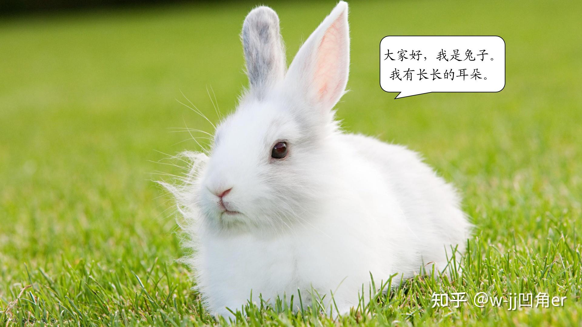 抓住班主任的两只兔子阅读答案抓住班主任的两只兔子——我的成长故事-第2张图片
