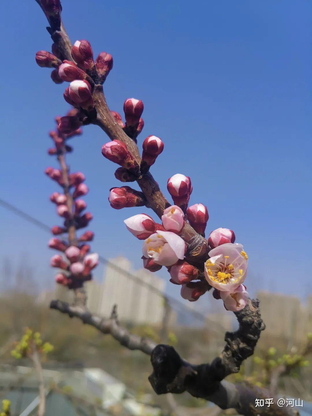 成品网站灬源码杏花成品网站灬源码的探索之旅，以杏花为灵感-第2张图片