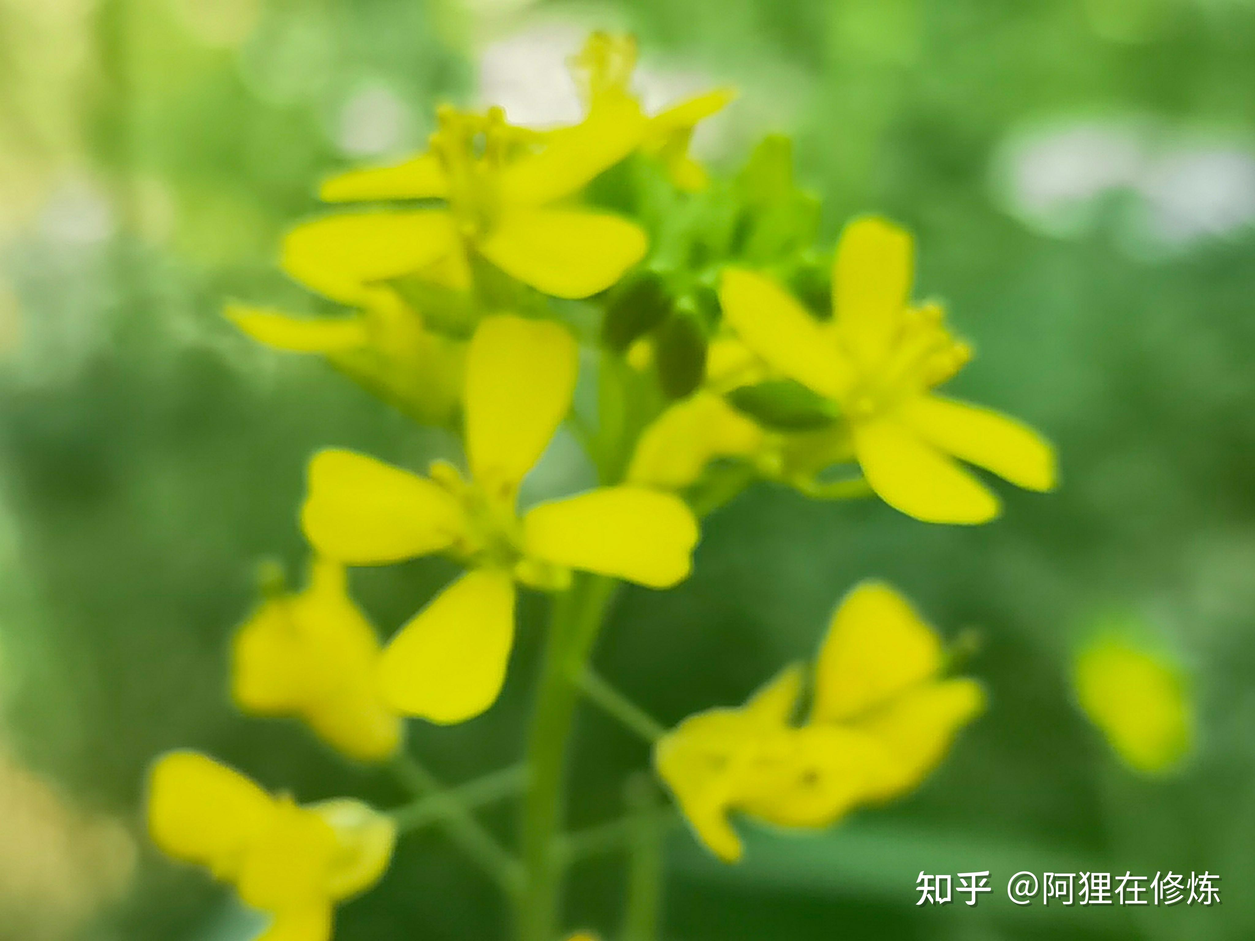 久草cm探索久草CM的魅力