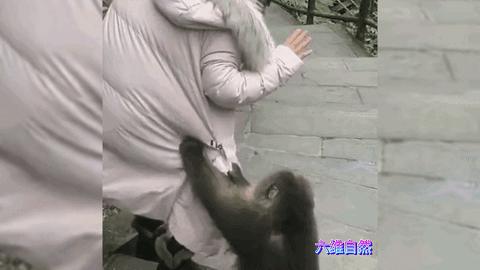 与动物性万乱理论片动物性万乱理论片，理解与探讨