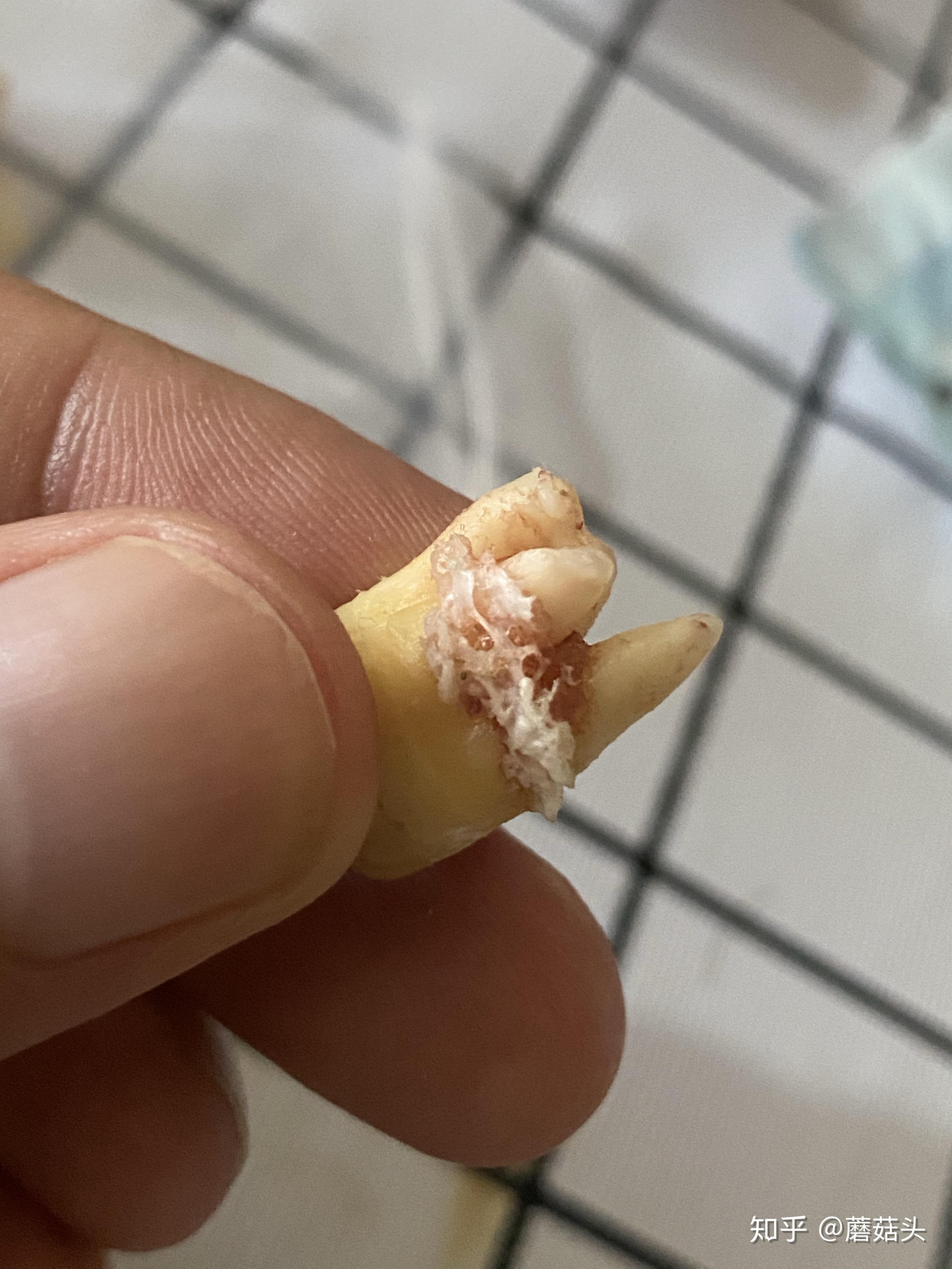 3根一起会坏掉的好痛三根同聚之痛