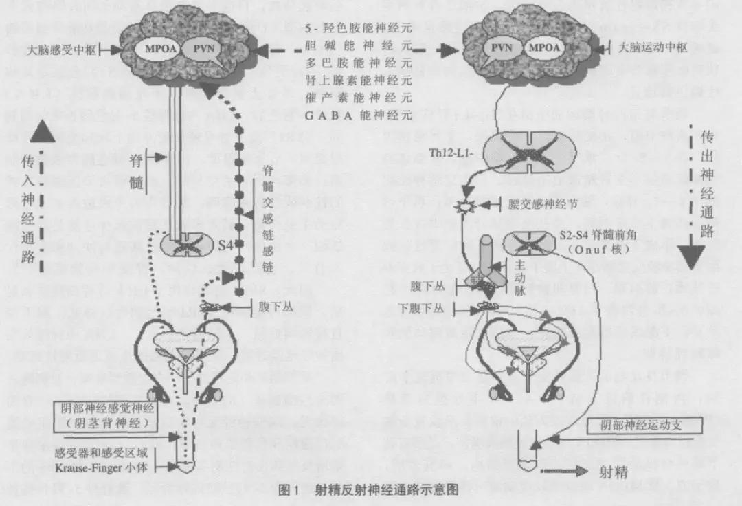 性刺激阈值高怎么恢复性刺激，理解其影响与作用-第3张图片