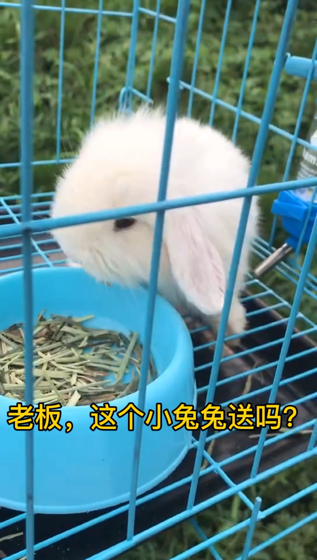 老板与我的小兔兔之间的微妙关系-第2张图片