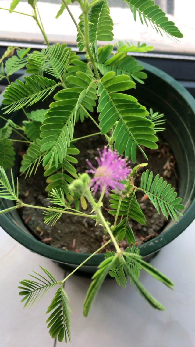 含羞草论坛含羞草论坛，网络交流的绿色空间-第2张图片