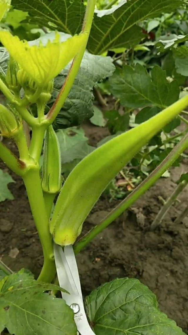 秋葵加油站APP免费下载IOS秋葵加油站APP，便捷生活从免费下载IOS版开始
