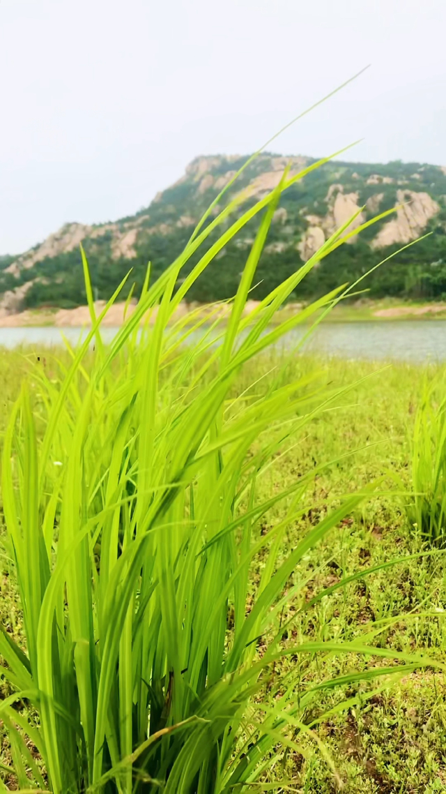 青青河边草视频免费2019免费观看2019年青青河边草视频