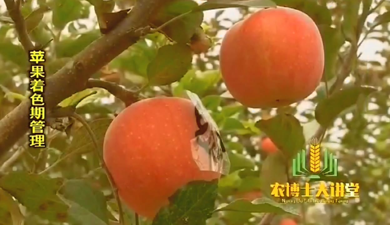 萝卜视频app萝卜视频app，探索其魅力与功能-第1张图片