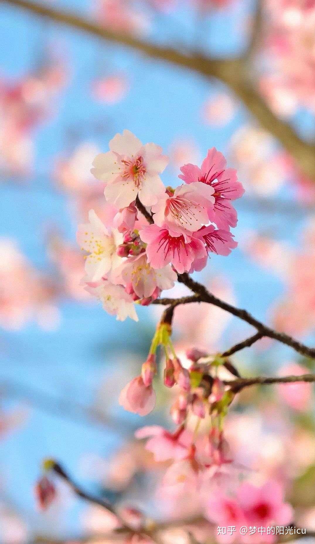 樱花app视频污关于樱花app的误解与真相
