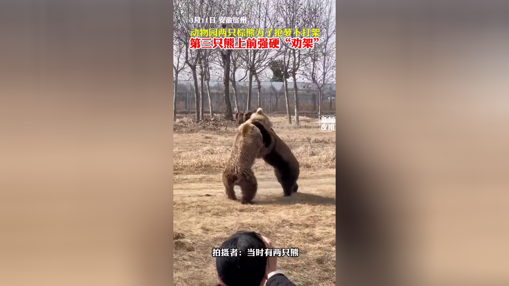 竹菊视频犬型竹菊视频，探索自然之美与文化内涵-第2张图片