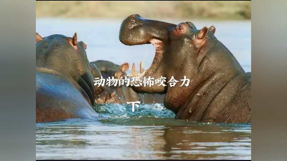 国外动物和人欧洲文化中的动物与人物交互，咬的神秘象征-第3张图片