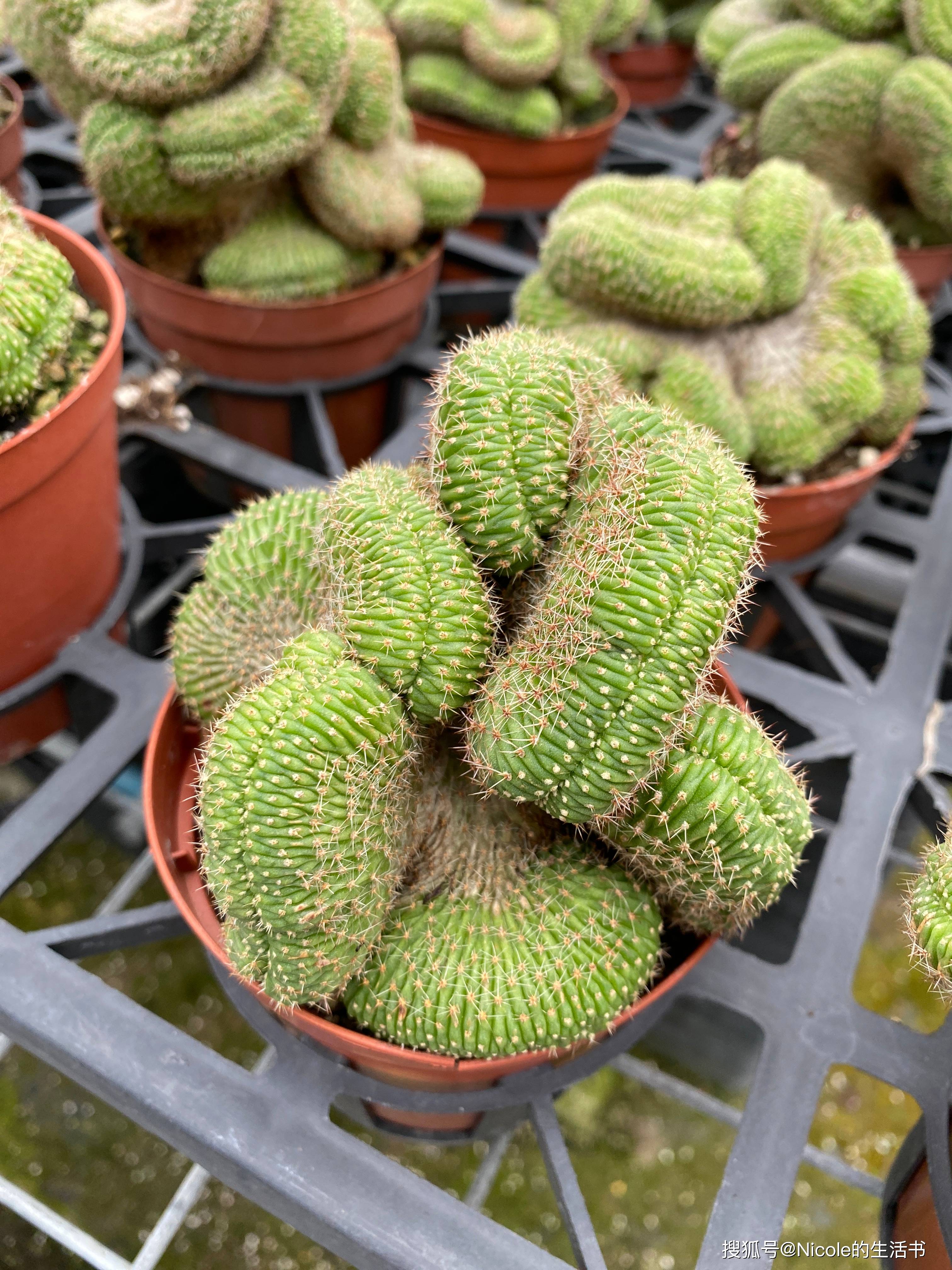 整篇都是车的多肉种植过程-第3张图片