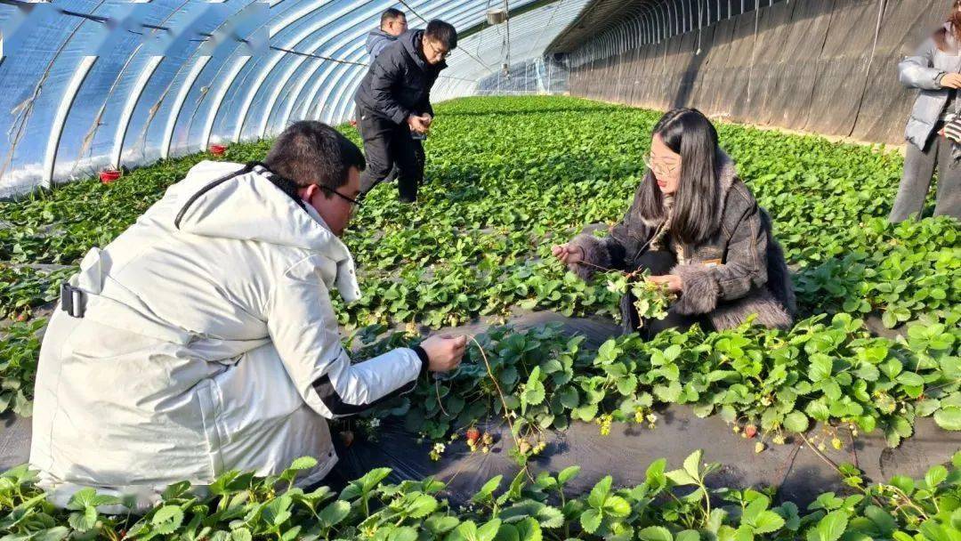 草莓影视文化传媒有限公司诚邀英才，共筑影视梦想-第2张图片