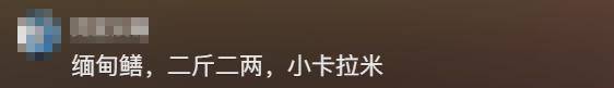 主播的独特体验，探索黄鳝的魅力
