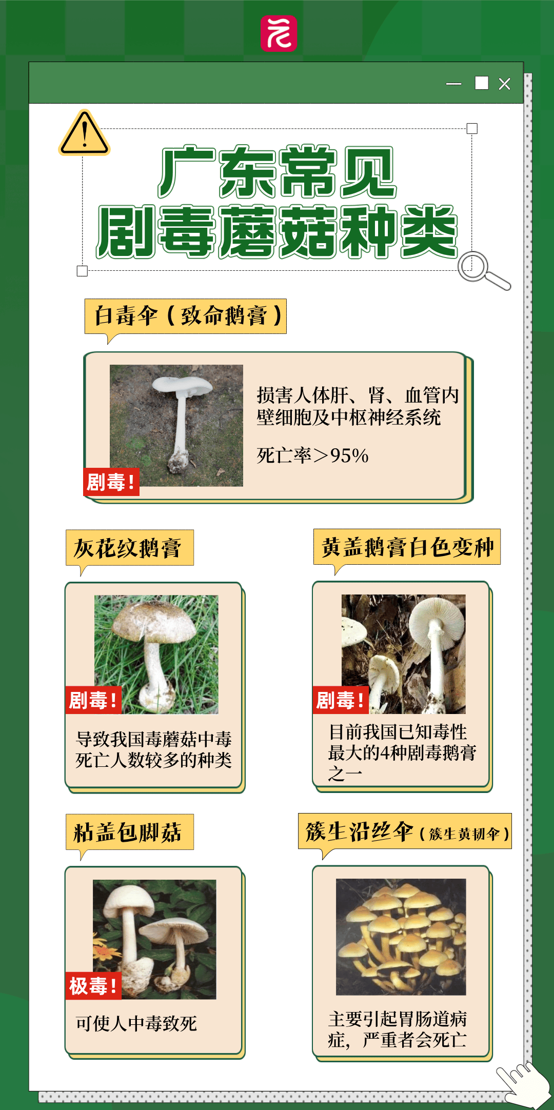 蘑菇APP禁用网站入口免费下载蘑菇APP，禁用网站入口下的免费下载体验