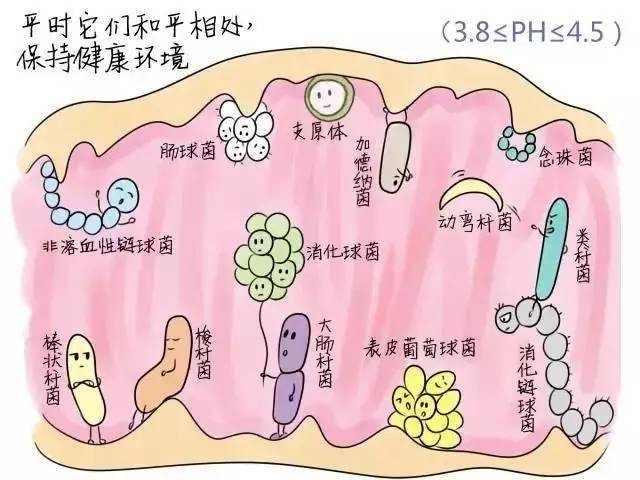 美女与私密部位——关于女性生理结构与健康话题的探讨-第2张图片