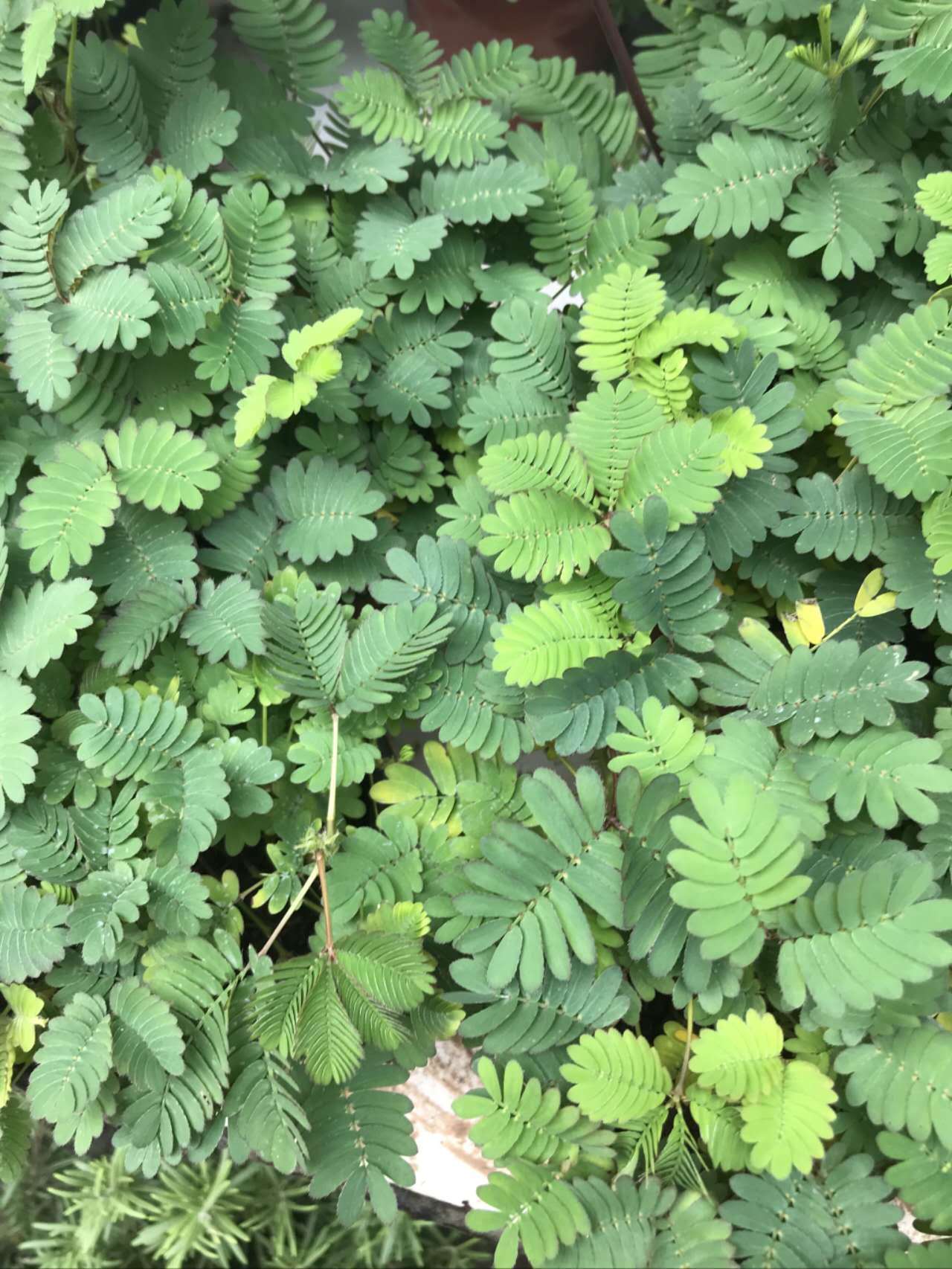 含羞草验研究所免费网站直接进入含羞草验研究所，探索自然奥秘的免费在线平台-第2张图片