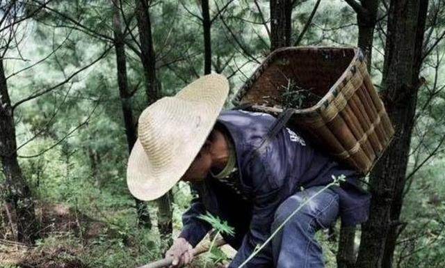 采药225采药之旅，探寻225的秘密
