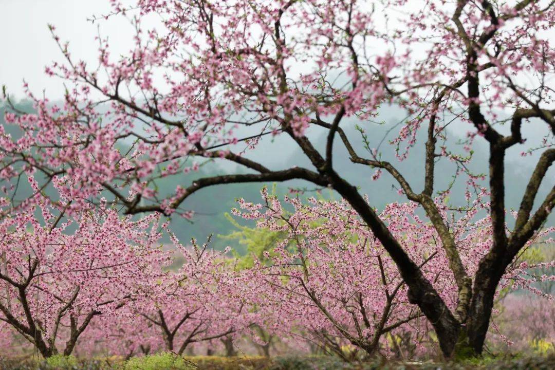 桃花在线视频，免费观看的精彩世界-第2张图片