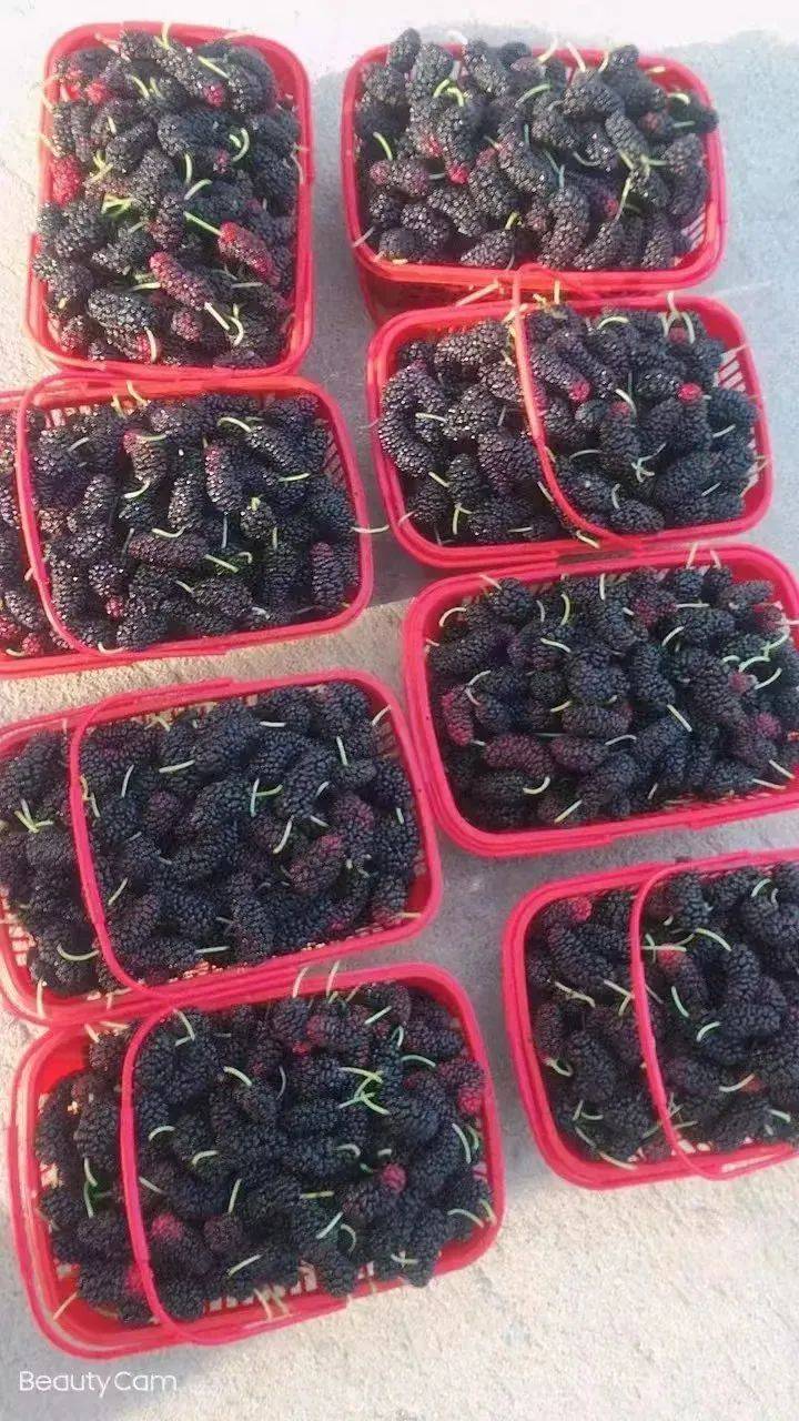 跪求黄址——寻找与探索的旅程