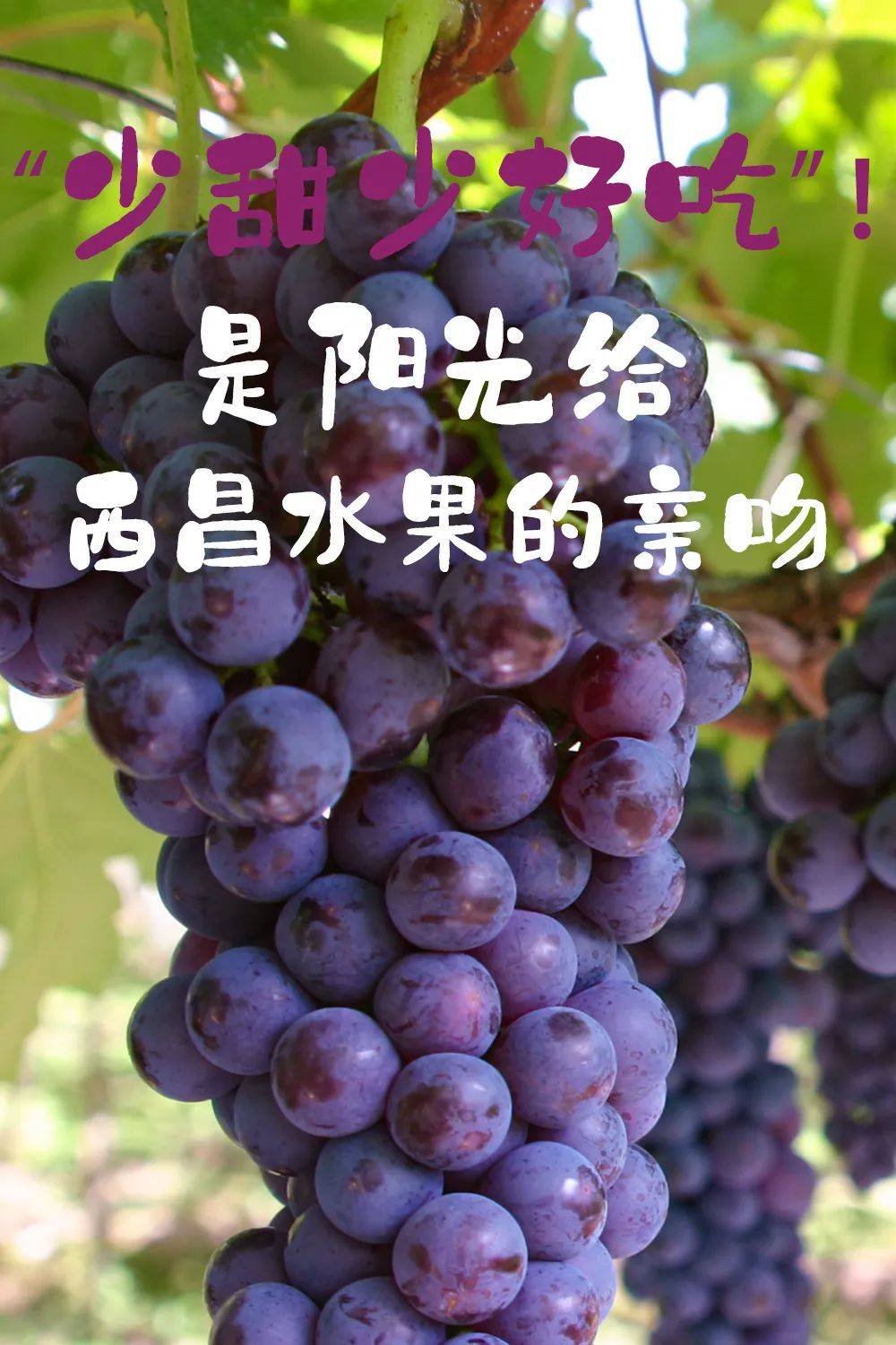 最新97AI蜜桃，引领科技潮流的智能体验-第3张图片
