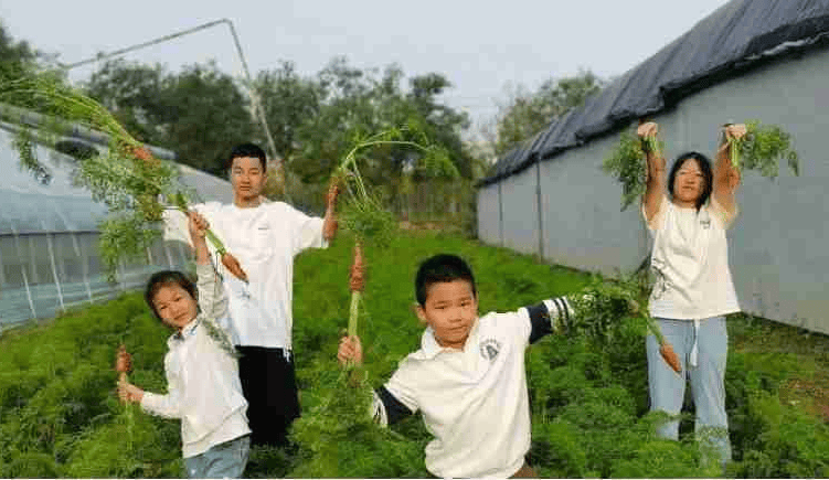 天美麻花豆产区，绿色宝藏的丰收之地-第2张图片