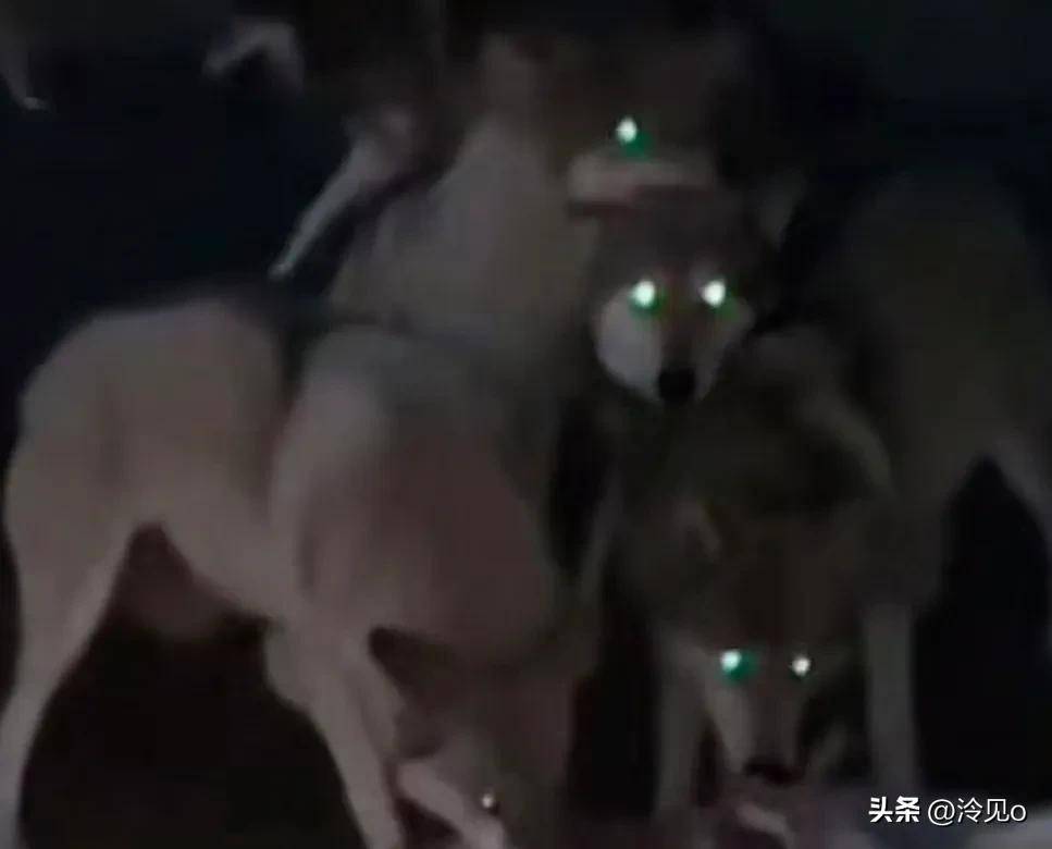 狼群中文视频探索狼群社区，免费观看视频的精彩世界