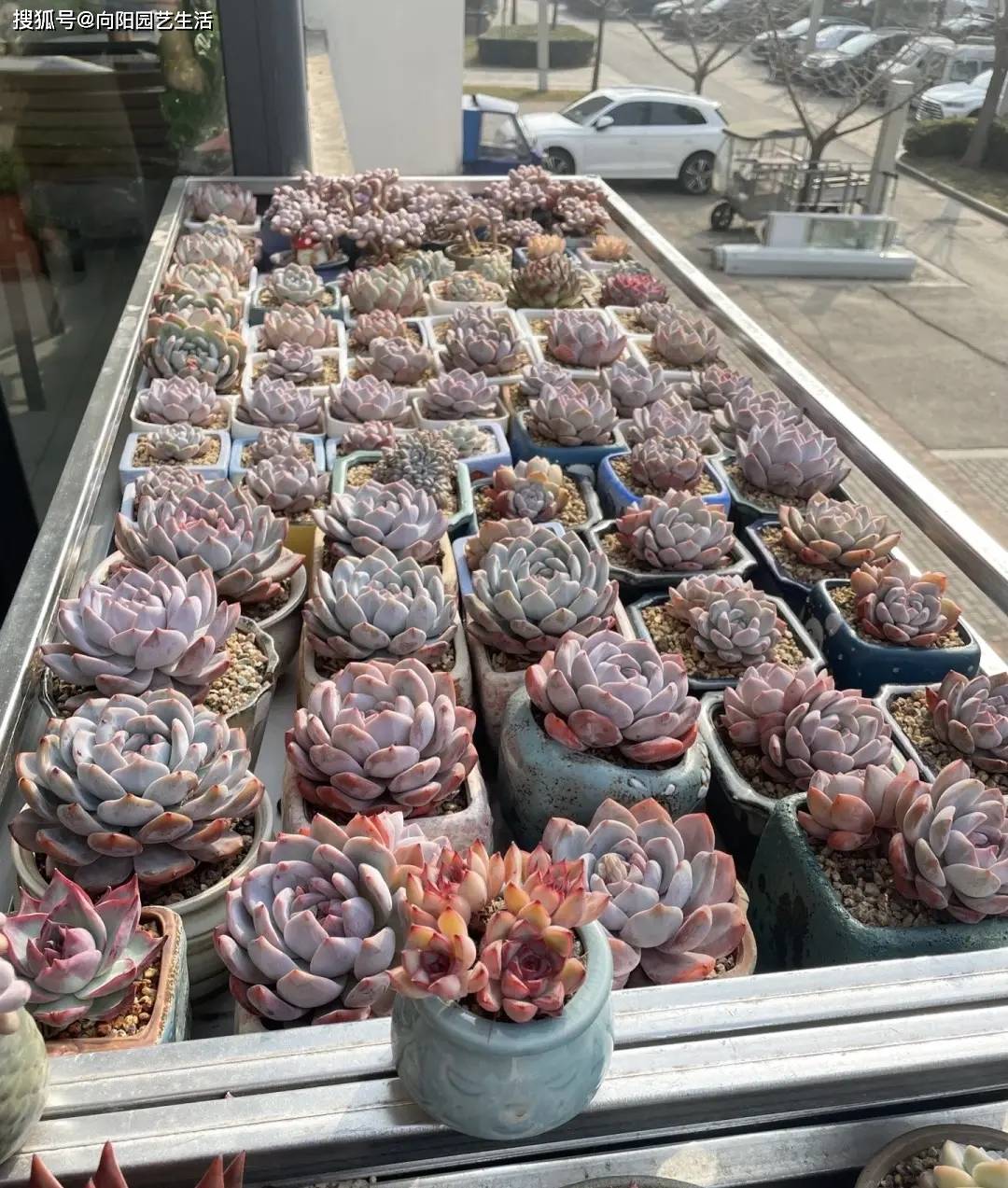 高n车多肉多轮视频高N车多肉多轮的现代都市生活