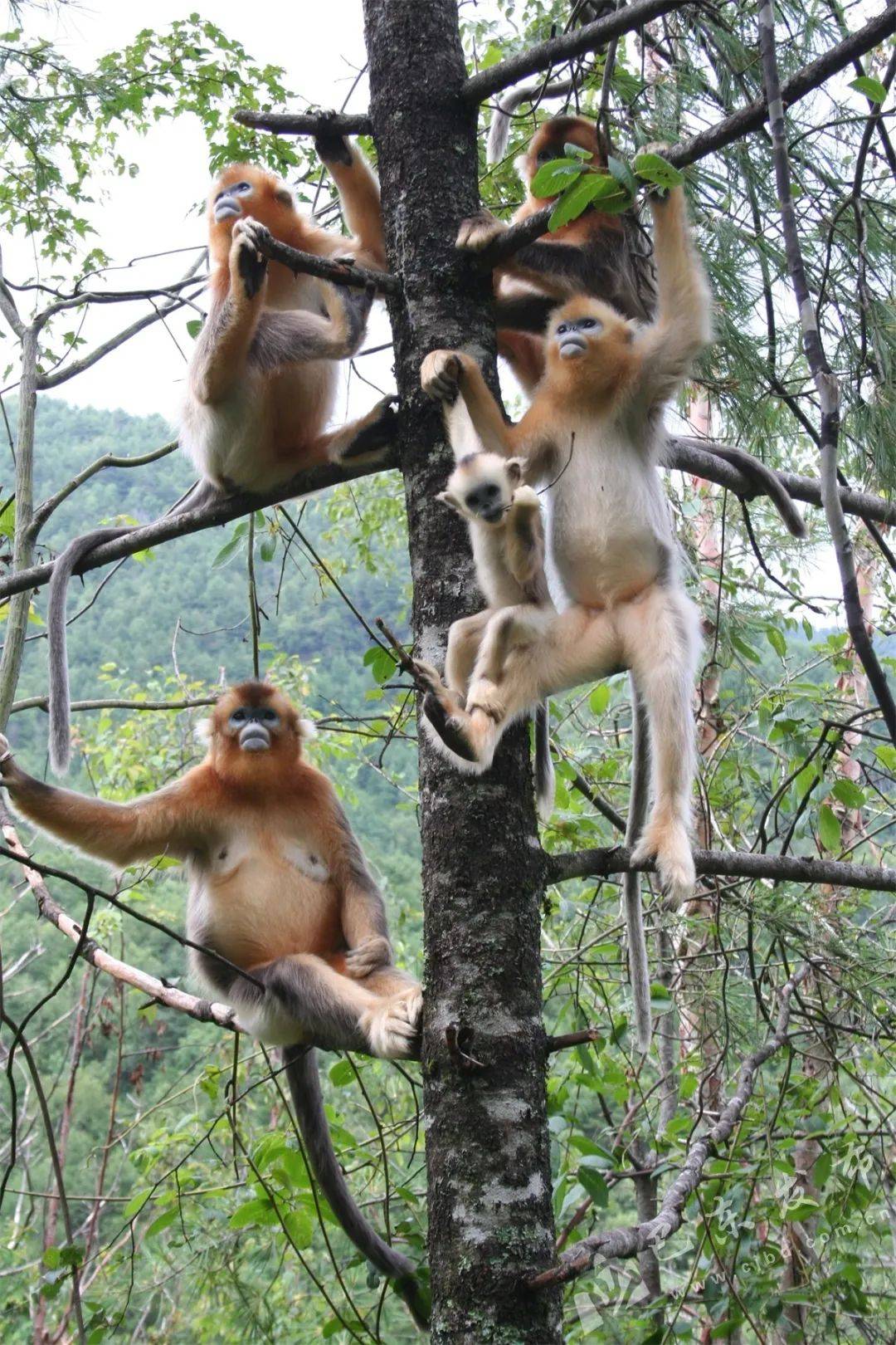 金丝猴下山串门村民热情款待金丝猴串门村民家，热情款待暖人心