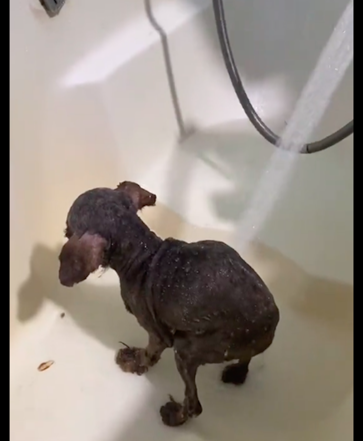 被自己家狗狗C了一天的真实经历