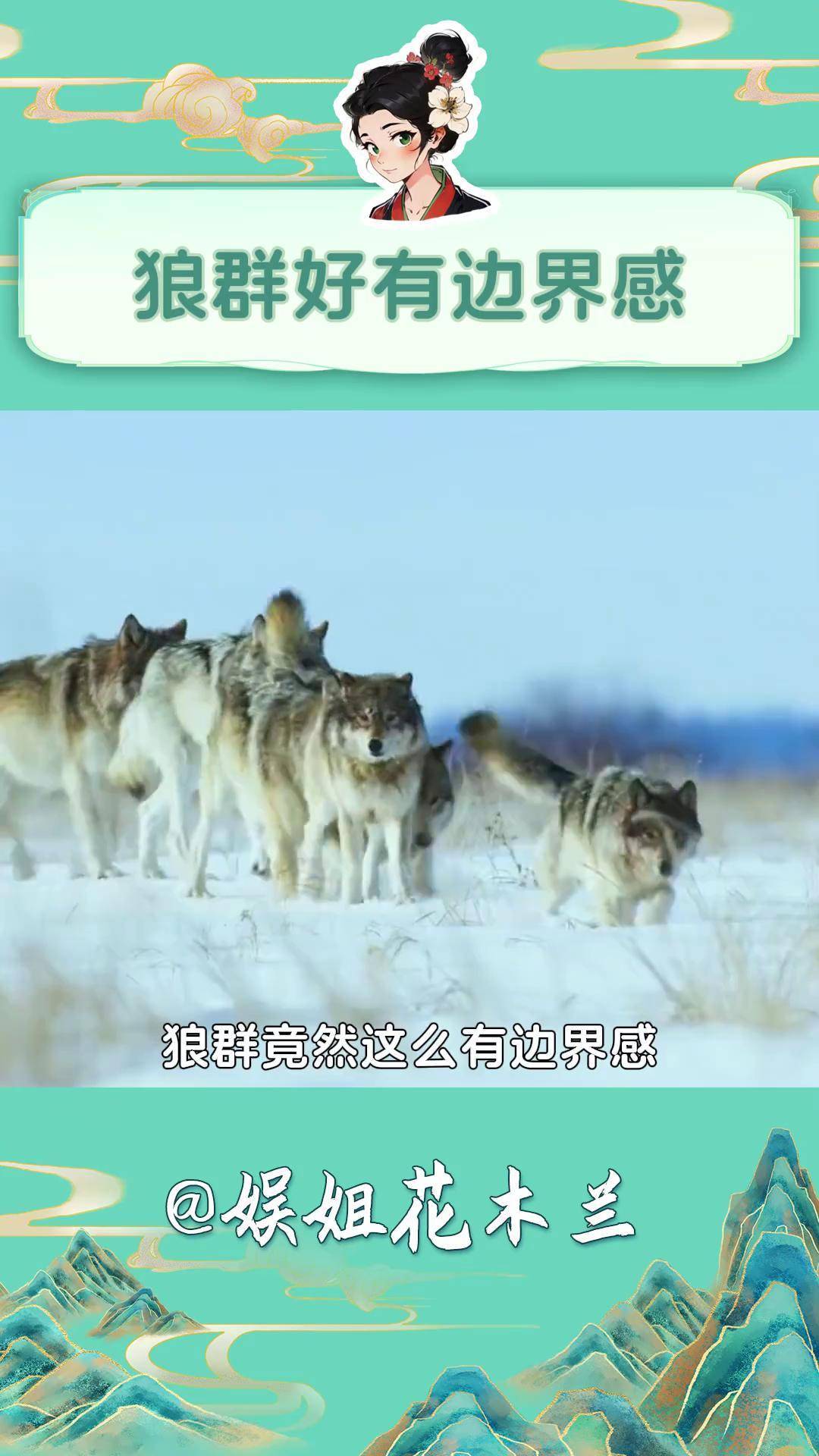 狼群社区视频，探索自然界的生存智慧-第3张图片