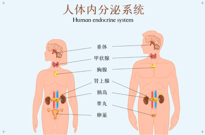 人体大胆，探索身体潜能与健康之秘-第2张图片