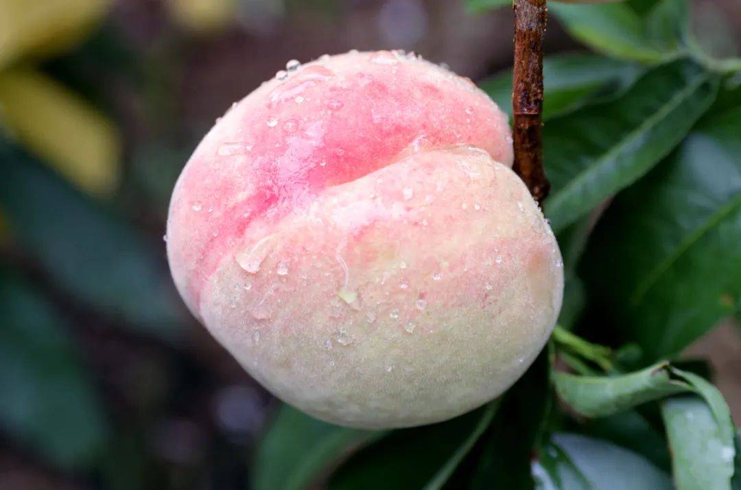 thephorn肥嫩水蜜桃品味夏日甜蜜之选——thephorn肥嫩水蜜桃-第2张图片
